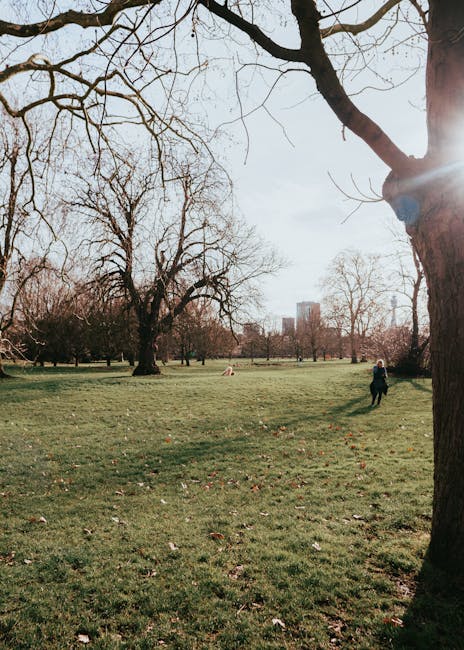 A wide view of a park landscape showing a grassy lawn with patches of fallen leaves, bordered by several large, leafless trees with intricate, twisting branches. In the background, there are more tree