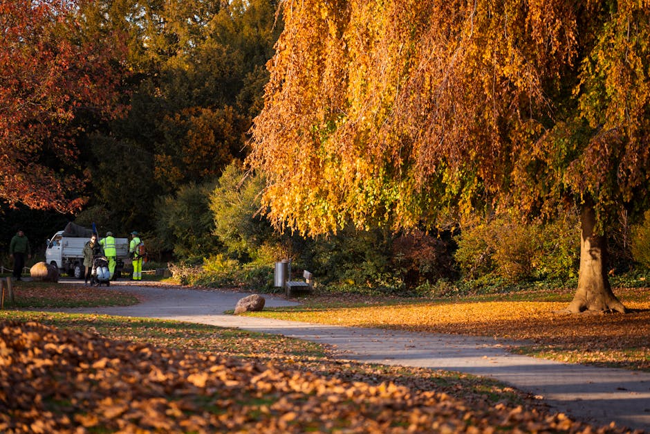 A wide view of a park landscape showing a grassy lawn with patches of fallen leaves, bordered by several large, leafless trees with intricate, twisting branches. In the background, there are more tree